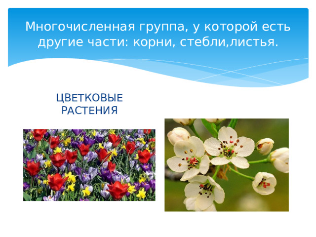 Многочисленная группа, у которой есть другие части: корни, стебли,листья. ЦВЕТКОВЫЕ РАСТЕНИЯ 