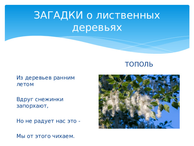 ЗАГАДКИ о лиственных деревьях ТОПОЛЬ Из деревьев ранним летом Вдруг снежинки запорхают, Но не радует нас это - Мы от этого чихаем. 