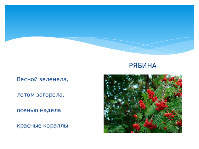 РЯБИНА Весной зеленела, летом загорела, осенью надела красные кораллы. 