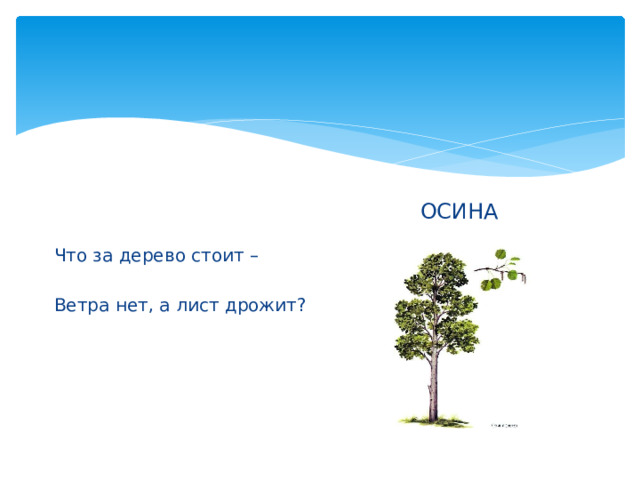 ОСИНА Что за дерево стоит – Ветра нет, а лист дрожит? 