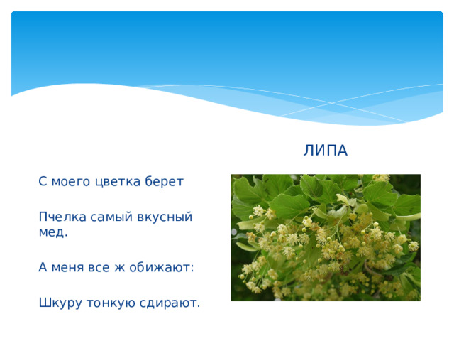 ЛИПА С моего цветка берет Пчелка самый вкусный мед. А меня все ж обижают: Шкуру тонкую сдирают. 