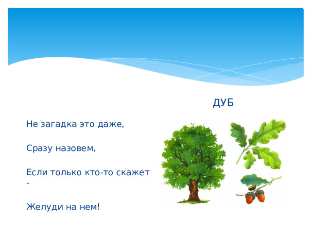 ДУБ Не загадка это даже, Сразу назовем, Если только кто-то скажет - Желуди на нем! 