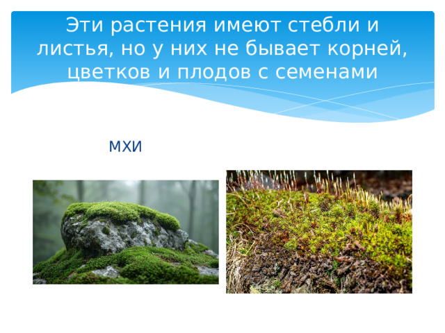 Эти растения имеют стебли и листья, но у них не бывает корней, цветков и плодов с семенами МХИ 