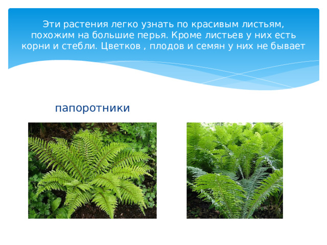 Эти растения легко узнать по красивым листьям, похожим на большие перья. Кроме листьев у них есть корни и стебли. Цветков , плодов и семян у них не бывает папоротники 