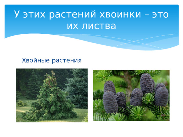 У этих растений хвоинки – это их листва Хвойные растения 