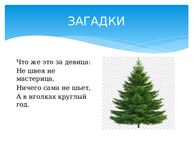 ЗАГАДКИ Что же это за девица: Не швея не мастерица, Ничего сама не шьет, А в иголках круглый год. 