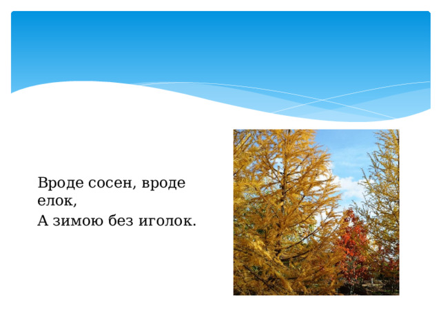Вроде сосен, вроде елок, А зимою без иголок. 