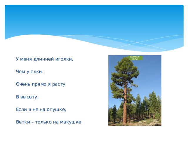 У меня длинней иголки, Чем у елки. Очень прямо я расту В высоту. Если я не на опушке, Ветки – только на макушке. 