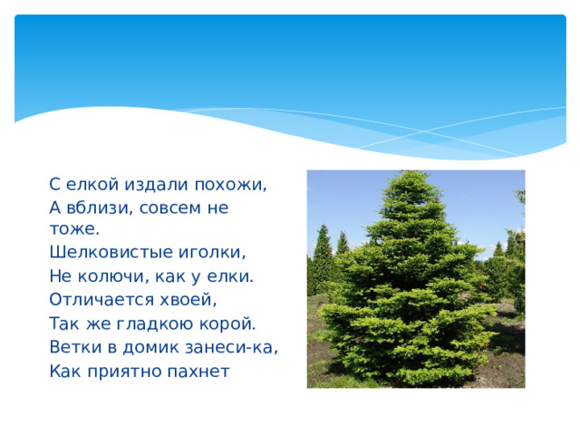 С елкой издали похожи, А вблизи, совсем не тоже. Шелковистые иголки, Не колючи, как у елки. Отличается хвоей, Так же гладкою корой. Ветки в домик занеси-ка, Как приятно пахнет 