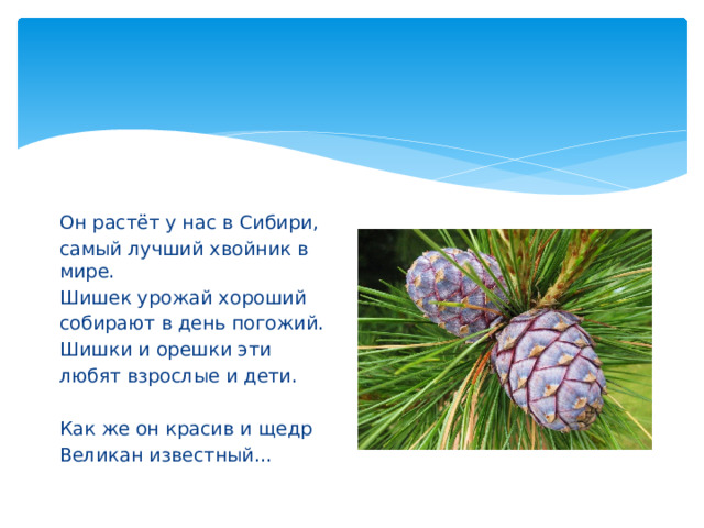 Он растёт у нас в Сибири, самый лучший хвойник в мире. Шишек урожай хороший собирают в день погожий. Шишки и орешки эти любят взрослые и дети. Как же он красив и щедр Великан известный… 