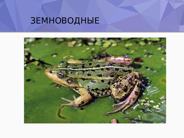  ЗЕМНОВОДНЫЕ 