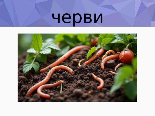 черви 