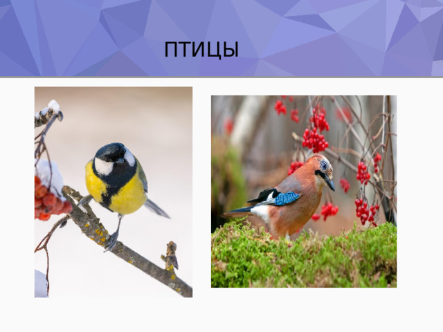 ПТИЦЫ 