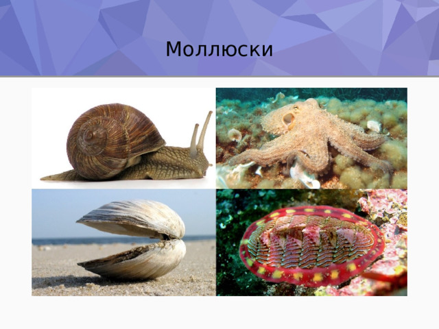 Моллюски 