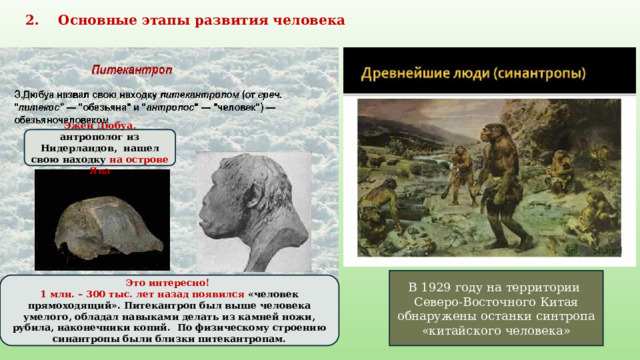 2. Основные этапы развития человека Эжен Дюбуа, антрополог из Нидерландов, нашел свою находку на острове Ява В 1929 году на территории Северо-Восточного Китая обнаружены останки синтропа «китайского человека» Это интересно! 1 млн. – 300 тыс. лет назад появился «человек прямоходящий». Питекантроп был выше человека умелого, обладал навыками делать из камней ножи, рубила, наконечники копий. По физическому строению синантропы были близки питекантропам. 