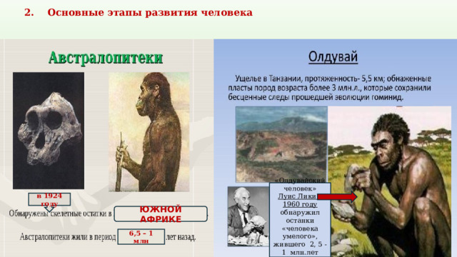 2. Основные этапы развития человека «Олдувайский человек» Луис Лики в 1960 году обнаружил останки «человека умелого», жившего 2, 5 -1 млн.лет назад в 1924 году ЮЖНОЙ АФРИКЕ 6,5 – 1 млн 