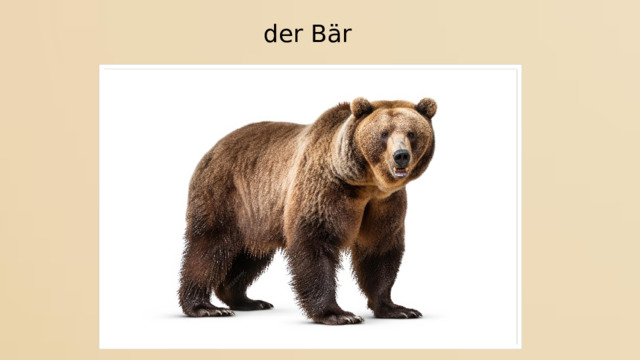 der Bär 