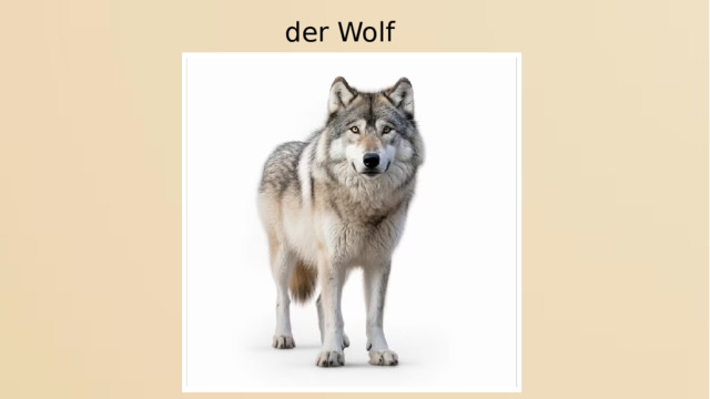 der Wolf 