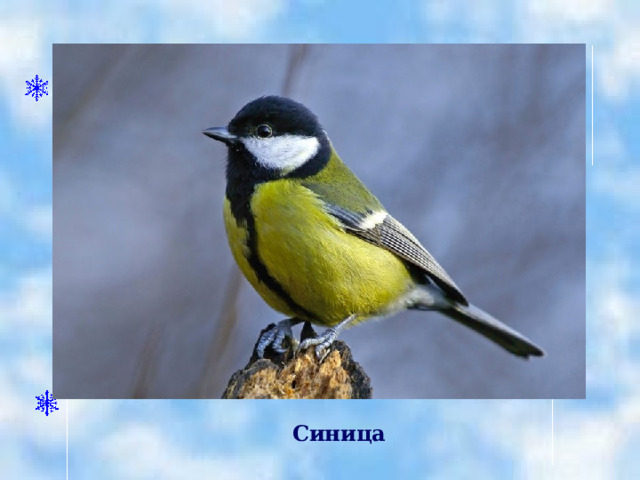   Синица 