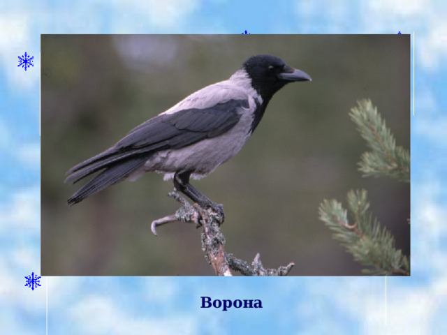   Ворона 