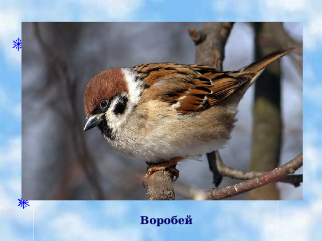   Воробей 