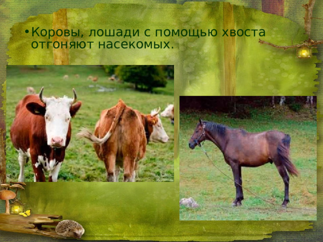 Коровы, лошади с помощью хвоста отгоняют насекомых. 