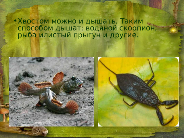 Хвостом можно и дышать. Таким способом дышат: водяной скорпион, рыба илистый прыгун и другие. 