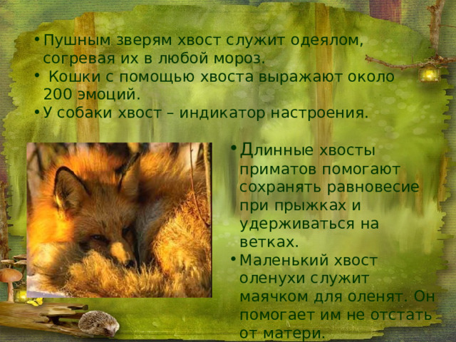 Пушным зверям хвост служит одеялом, согревая их в любой мороз.  Кошки с помощью хвоста выражают около 200 эмоций. У собаки хвост – индикатор настроения. Д линные хвосты приматов помогают сохранять равновесие при прыжках и удерживаться на ветках. Маленький хвост оленухи служит маячком для оленят. Он помогает им не отстать от матери. 
