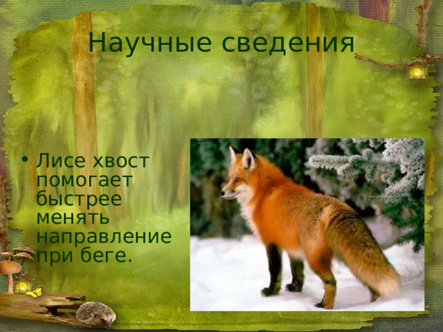 Научные  сведения Лисе хвост помогает быстрее менять направление при беге. 