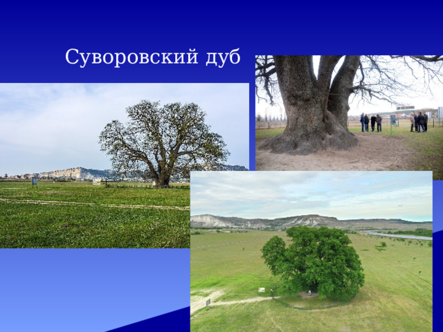 Суворовский дуб 