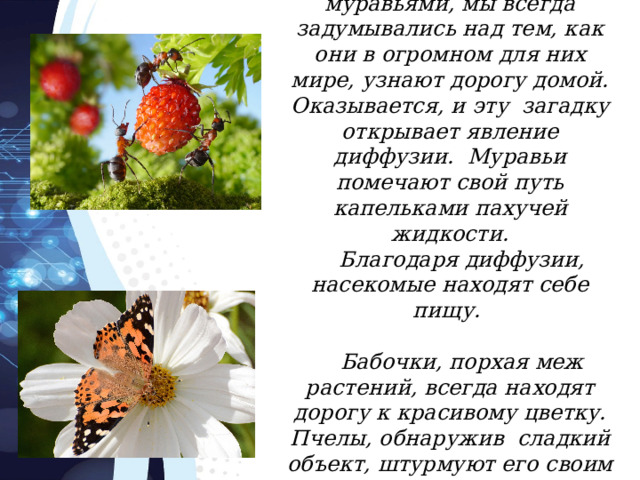 Летом, наблюдая за муравьями, мы всегда задумывались над тем, как они в огромном для них мире, узнают дорогу домой. Оказывается, и эту загадку открывает явление диффузии. Муравьи помечают свой путь капельками пахучей жидкости. Благодаря диффузии, насекомые находят себе пищу.  Бабочки, порхая меж растений, всегда находят дорогу к красивому цветку. Пчелы, обнаружив сладкий объект, штурмуют его своим роем. 