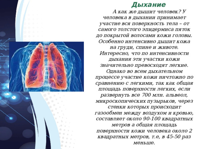 Дыхание  А как же дышит человек? У человека в дыхании принимает участие вся поверхность тела – от самого толстого эпидермиса пяток до покрытой волосами кожи головы. Особенно интенсивно дышит кожа на груди, спине и животе. Интересно, что по интенсивности дыхания эти участки кожи значительно превосходят легкие. Однако во всем дыхательном процессе участие кожи ничтожно по сравнению с легкими, так как общая площадь поверхности легких, если развернуть все 700 млн. альвеол, микроскопических пузырьков, через стенки которых происходит газообмен между воздухом и кровью, составляет около 90-100 квадратных метров а общая площадь поверхности кожи человека около 2 квадратных метров, т.е, в 45-50 раз меньше. 