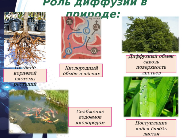 Роль диффузии в природе: Диффузный обмен сквозь поверхность листьев Кислородный обмен в легких Питание корневой системы растений Снабжение водоемов кислородом Поступление влаги сквозь листья 