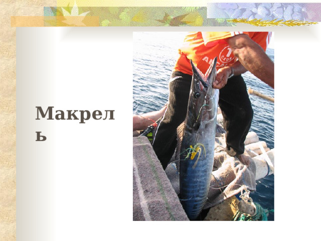 Макрель  