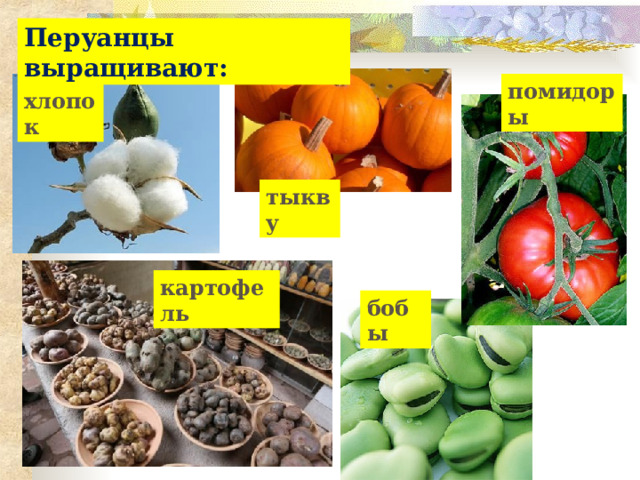 Перуанцы выращивают: помидоры хлопок тыкву картофель бобы 