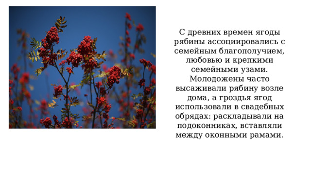 С древних времен ягоды рябины ассоциировались с семейным благополучием, любовью и крепкими семейными узами. Молодожены часто высаживали рябину возле дома, а гроздья ягод использовали в свадебных обрядах: раскладывали на подоконниках, вставляли между оконными рамами.    