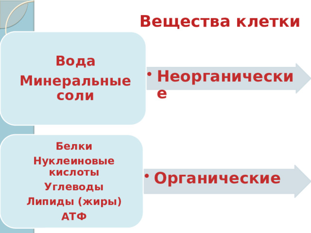 Вещества клетки Вода Минеральные соли Неорганические Неорганические Белки Нуклеиновые кислоты Углеводы Липиды (жиры) АТФ Органические Органические 