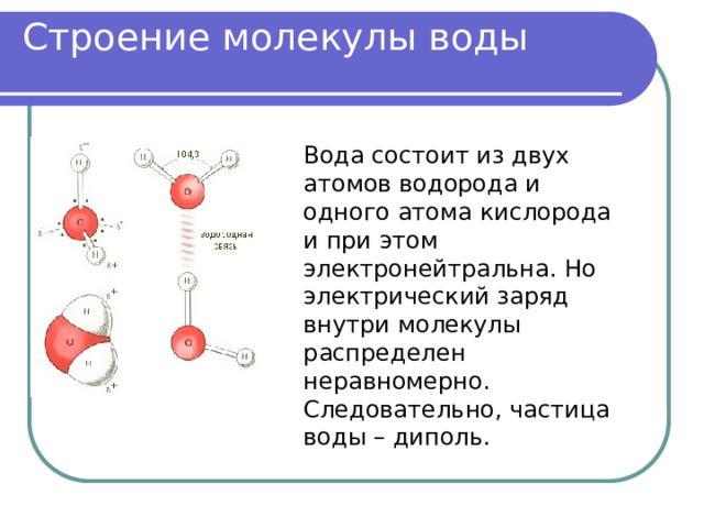 Строение молекулы воды Вода состоит из двух атомов водорода и одного атома кислорода и при этом электронейтральна. Но электрический заряд внутри молекулы распределен неравномерно. Следовательно, частица воды – диполь. 