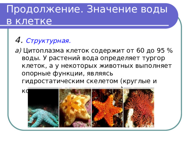Продолжение. Значение воды в клетке 4. Структурная.  а) Цитоплазма клеток содержит от 60 до 95 % воды. У растений вода определяет тургор клеток, а у некото­рых животных выполняет опорные функции, являясь гидростатическим скелетом (круглые и  кольчатые черви, иглокожие ). 