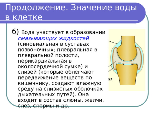 Продолжение. Значение воды в клетке б) Вода участвует в образовании смазывающих жидкостей (синовиальная в суставах позвоночных; плевральная в плевральной полости, перикардиальная в околосердечной сумке) и слизей (которые облегчают передвижение веществ по кишечнику, создают влажную среду на слизистых оболочках дыхательных путей). Она входит в состав слюны, желчи, слез, спермы и др. 