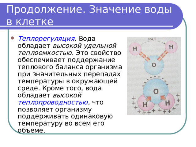 Продолжение. Значение воды в клетке Теплорегуляция . Вода обладает высокой удельной теплоемкостью. Это свойство обеспечивает поддержание теплового баланса организма при значительных перепадах температуры в окружающей среде. Кроме того, вода обладает высокой теплопроводностью , что позволяет организму поддерживать одинаковую температуру во всем его объеме. 