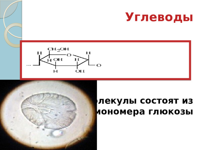 Углеводы Молекулы состоят из мономера глюкозы 