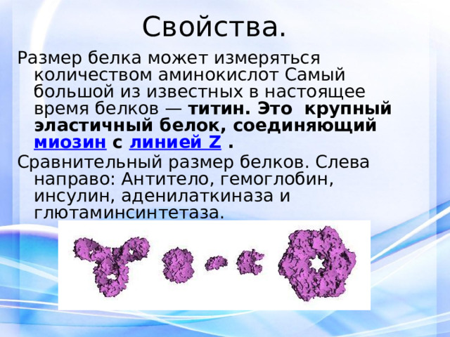Свойства. Размер белка может измеряться количеством аминокислот Самый большой из известных в настоящее время белков — титин. Это крупный эластичный белок, соединяющий миозин с линией Z .  Сравнительный размер белков. Слева направо: Антитело, гемоглобин, инсулин, аденилаткиназа и глютаминсинтетаза. 