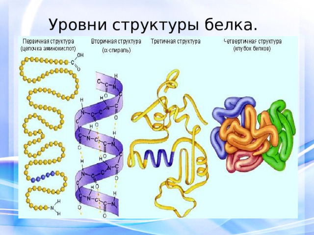 Уровни структуры белка. 