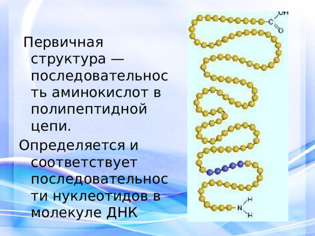  Первичная структура — последовательность аминокислот в полипептидной цепи. Определяется и соответствует последовательности нуклеотидов в молекуле ДНК 