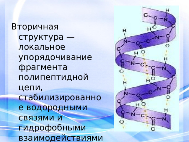 Вторичная структура — локальное упорядочивание фрагмента полипептидной цепи, стабилизированное водородными связями и гидрофобными взаимодействиями. 