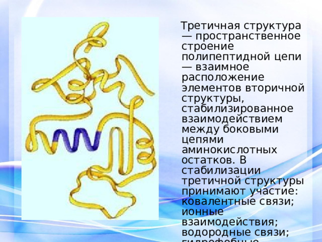  Третичная структура — пространственное строение полипептидной цепи — взаимное расположение элементов вторичной структуры, стабилизированное взаимодействием между боковыми цепями аминокислотных остатков. В стабилизации третичной структуры принимают участие: ковалентные связи; ионные взаимодействия; водородные связи; гидрофобные взаимодействия. 
