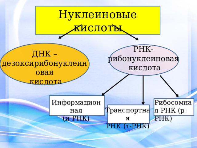 Нуклеиновые кислоты РНК- рибонуклеиновая кислота ДНК – дезоксирибонуклеиновая  кислота Информационная Рибосомная РНК (р-РНК) (и-РНК) Транспортная РНК (т-РНК) 