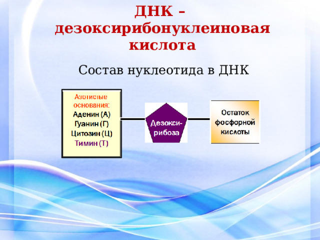 ДНК –  дезоксирибонуклеиновая  кислота  Состав нуклеотида в ДНК 