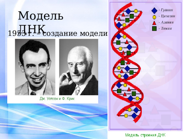 Модель ДНК 1953 г. – создание модели ДНК 